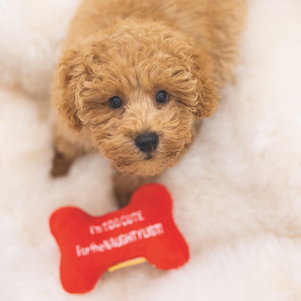 Beeztees XMAS Plüsch-Hundespielzeug Knochen 13 cm - rot/weiß - knistert Squeaker