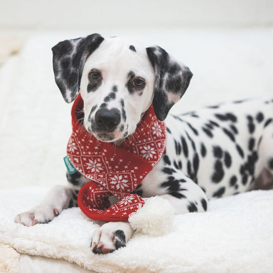 Beeztees XMAS Strickschal für Hunde - 75 cm - Weihnachtsschal Hundeschal Bommel