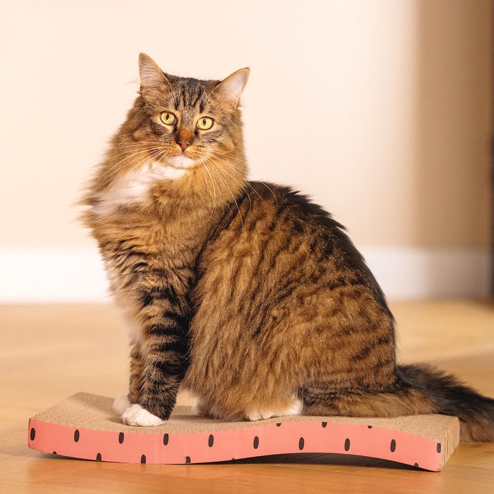 5 cm - Kratzpappe Karton mit Katzenminze