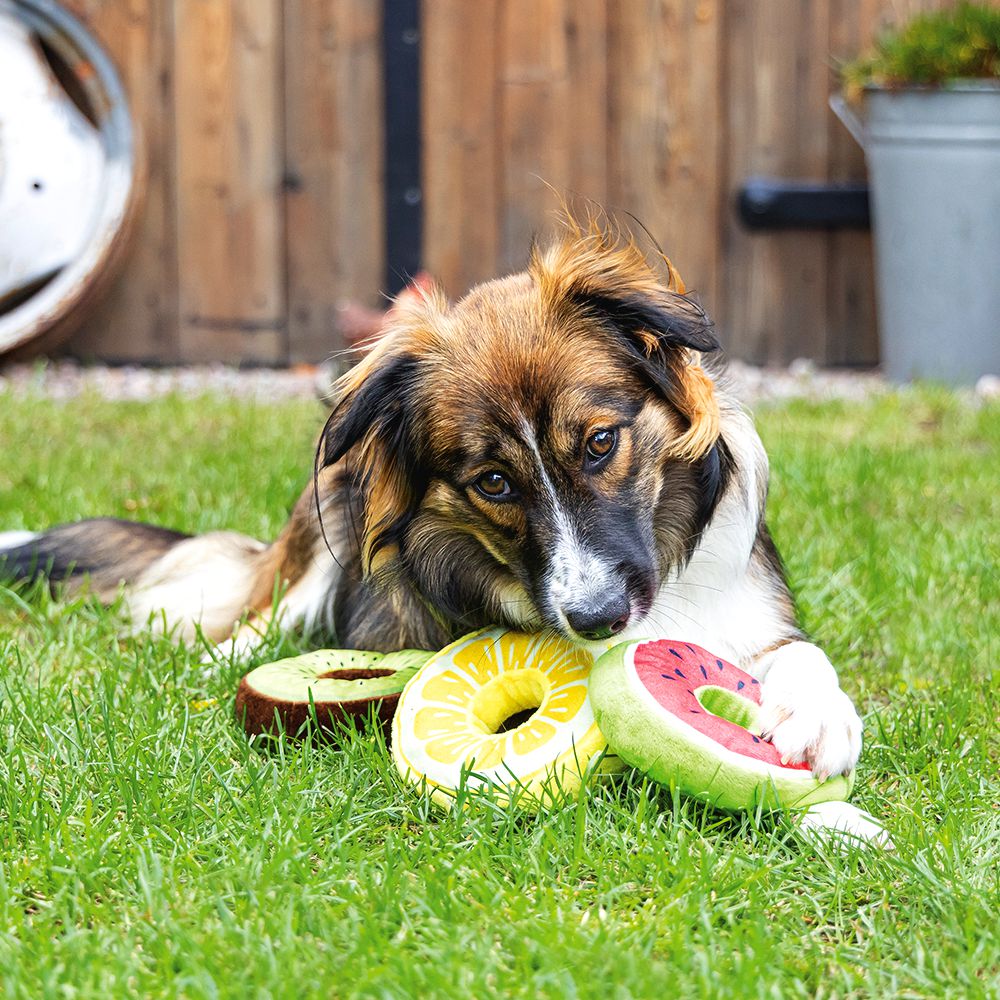 Beeztees Hundespielzeug FRUITY DONUTS - knistert quietscht - Apportierspielzeug