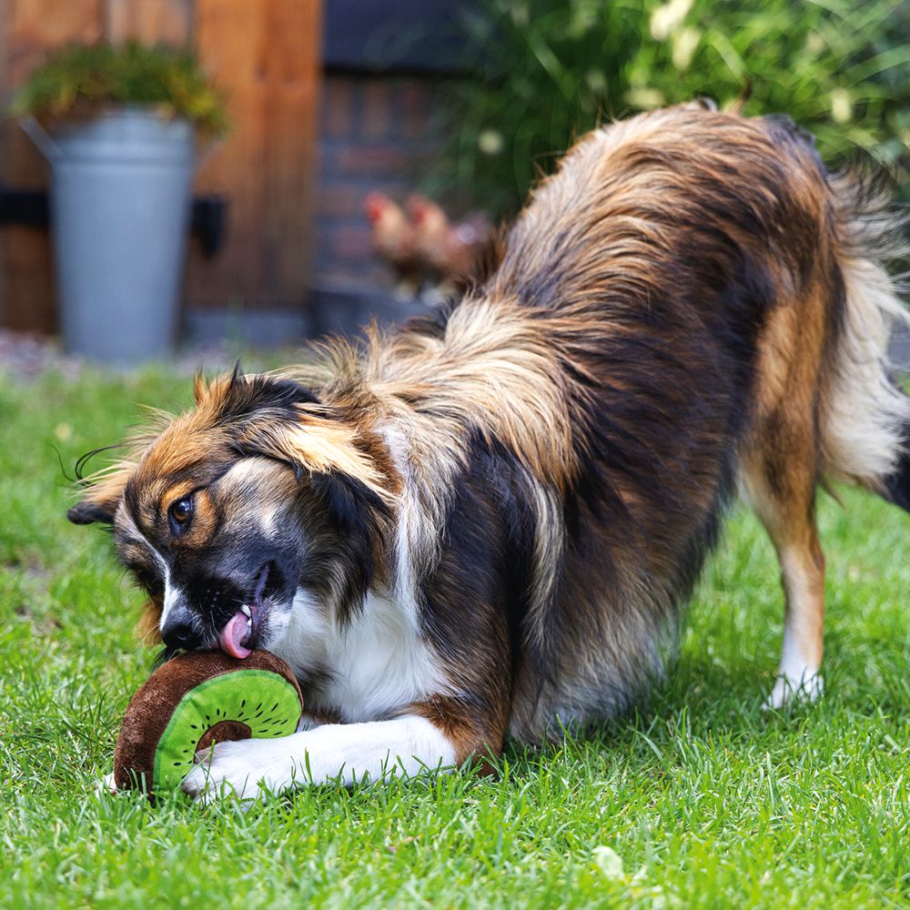 Beeztees Hundespielzeug FRUITY DONUTS - knistert quietscht - Apportierspielzeug