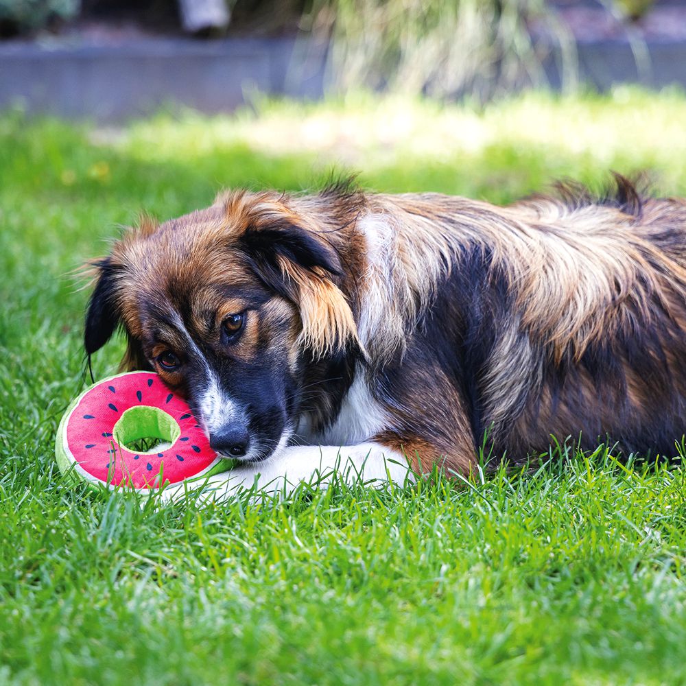 Beeztees Hundespielzeug FRUITY DONUTS - knistert quietscht - Apportierspielzeug