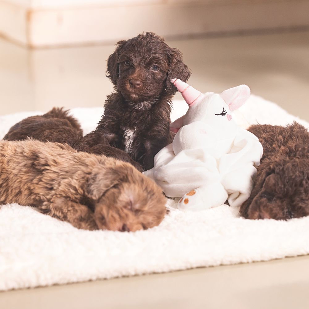 Beeztees Welpen Plüsch-Kuscheldecke EINHORN - Schmusetuch Kuscheltuch für Hunde