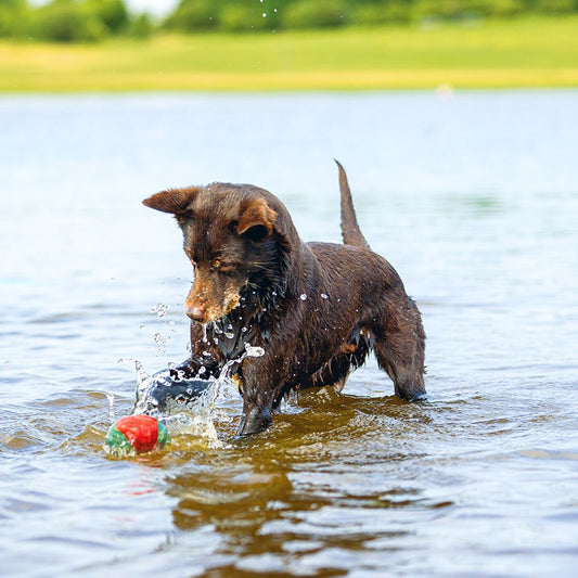 2 cm - Hundespielzeug