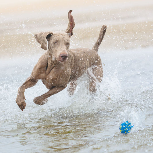 Beeztees Fetch Ball MARVO - 2 Stück - 7 cm - blau gelb - Schaumstoff Hundespiel