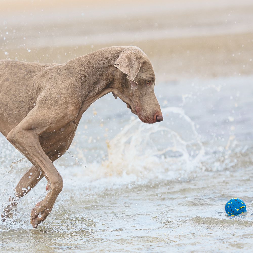 Beeztees Fetch Ball MARVO - 2 Stück - 7 cm - blau gelb - Schaumstoff Hundespiel