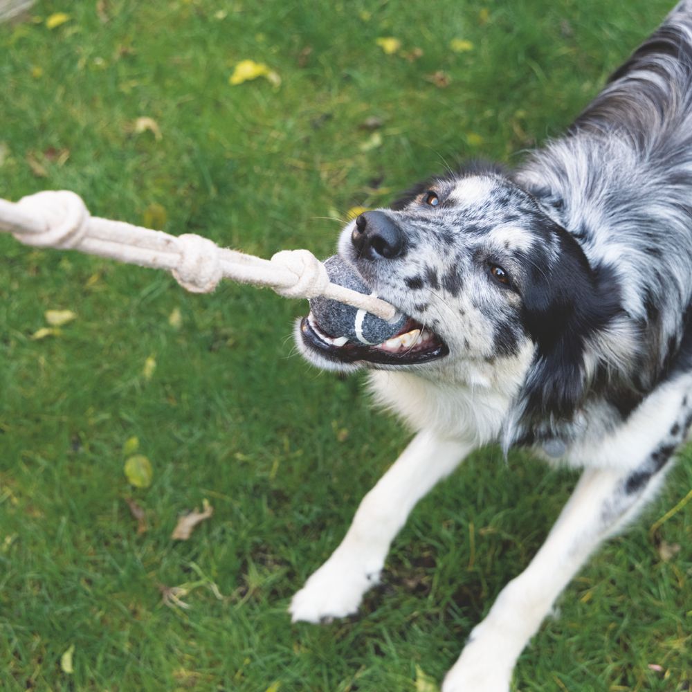 Beeztees Minus One Tennisball mit Wurfseil - Apportierspiel Ball Seil für Hund