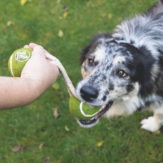 Beeztees Minus One Tennisball Duo mit Seil - Apportierspiel 2 Bälle für Hund