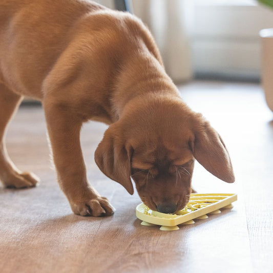 Beeztees Puppy Leckmatte Regenbogen - 20 x 10 cm - gelb - Silikon Schleckmatte Anti-Schlingmatte