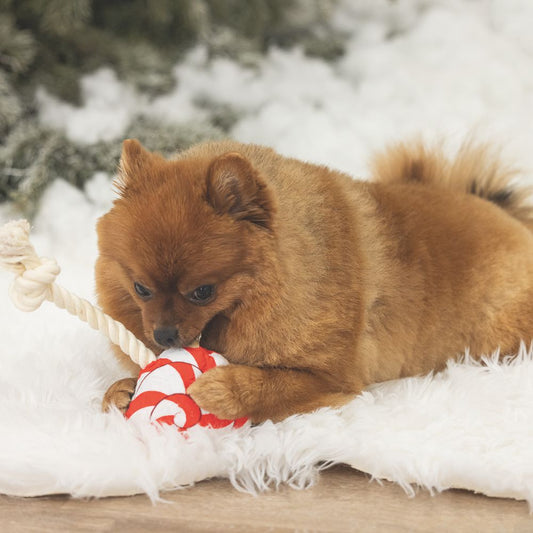 Beeztees XMAS Plüsch-Hundespielzeug Bonbon & Lutscher - Kuscheltier Plüschtier