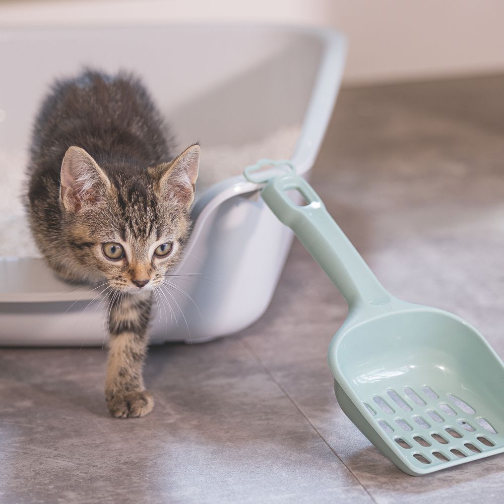 Beeztees Katzenstreuschaufel - grün/creme - Streulöffel Katzentoiletten-Schaufel