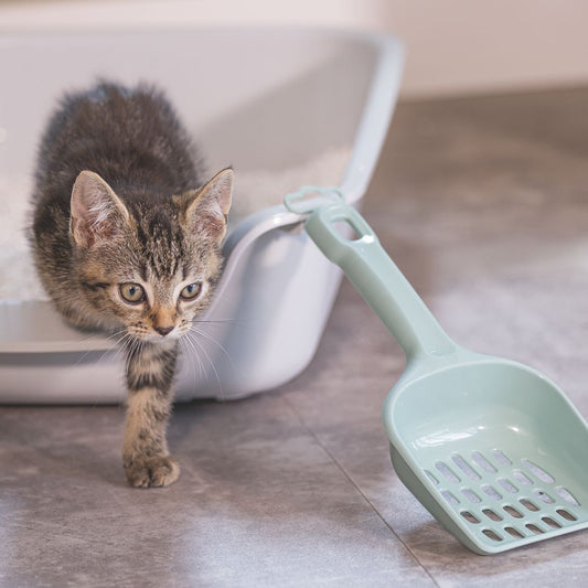 Beeztees Katzenstreuschaufel - grün/creme - Streulöffel Katzentoiletten-Schaufel