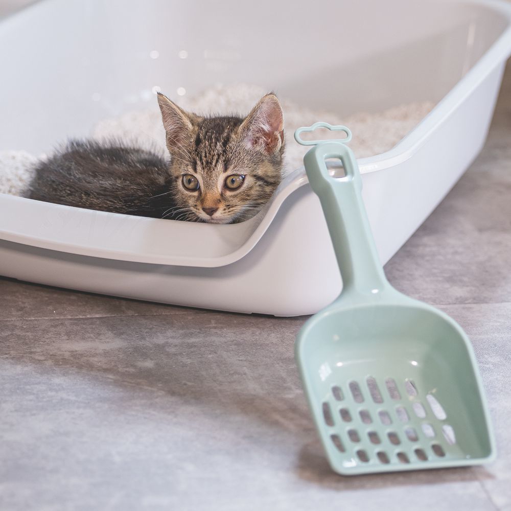 Beeztees Katzenstreuschaufel - grün/creme - Streulöffel Katzentoiletten-Schaufel