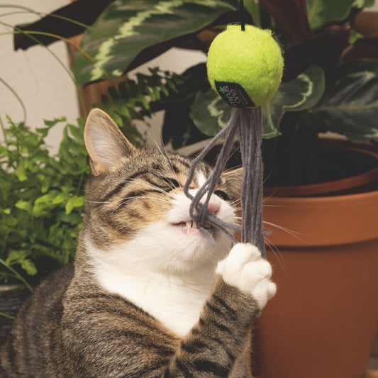 Minus One by Beeztees Katzenangel - mit Katzenminze - aus recyceltem Material