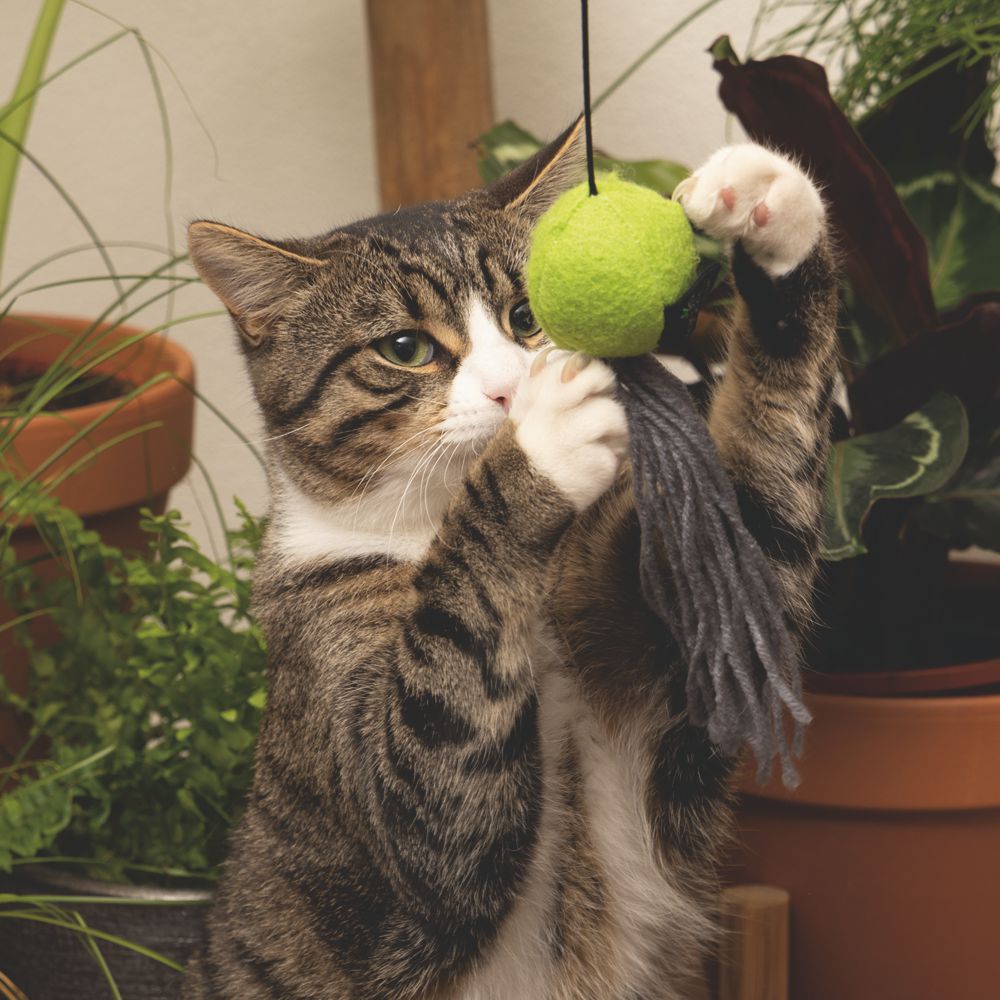 Minus One by Beeztees Katzenangel - mit Katzenminze - aus recyceltem Material