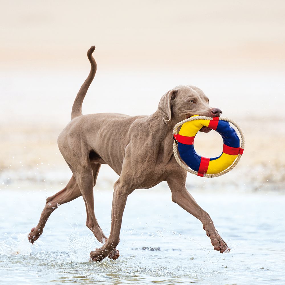 Beeztees Wasserspielzeug - Rettungsring mit Seil - schwimmt - Apportierspielzeug