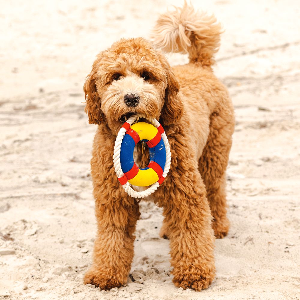 Beeztees Wasserspielzeug - Rettungsring mit Seil - schwimmt - Apportierspielzeug