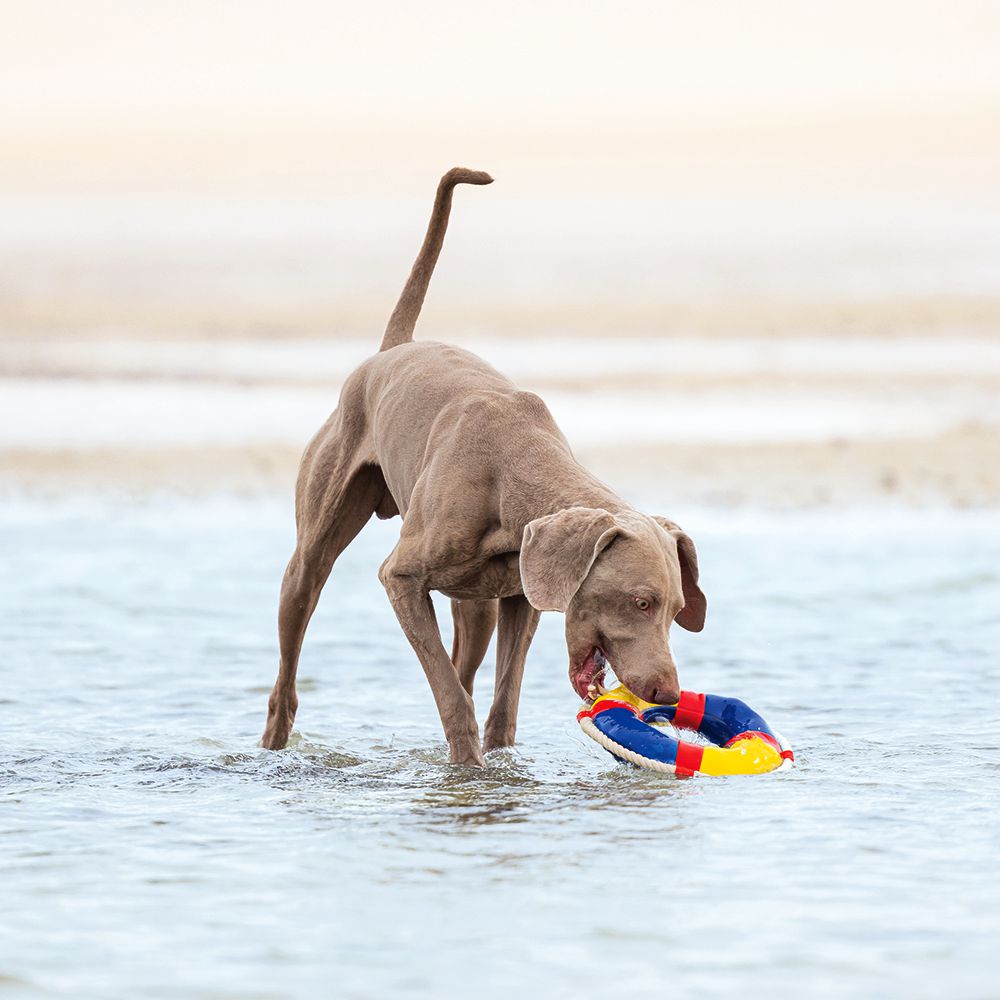 Beeztees Wasserspielzeug - Rettungsring mit Seil - schwimmt - Apportierspielzeug