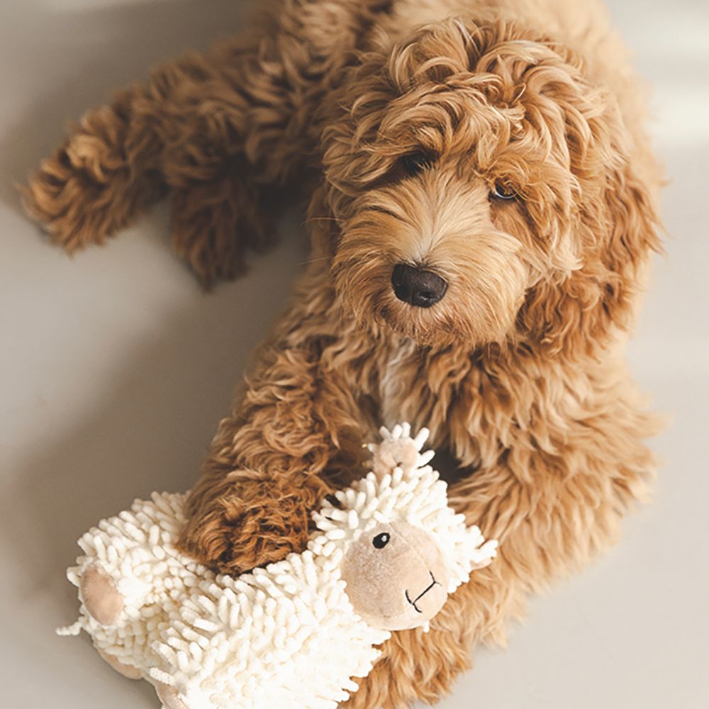 Beeztees ECO friendly Plüsch-Hundespielzeug - Welpenspielzeug - Plüschspielzeug