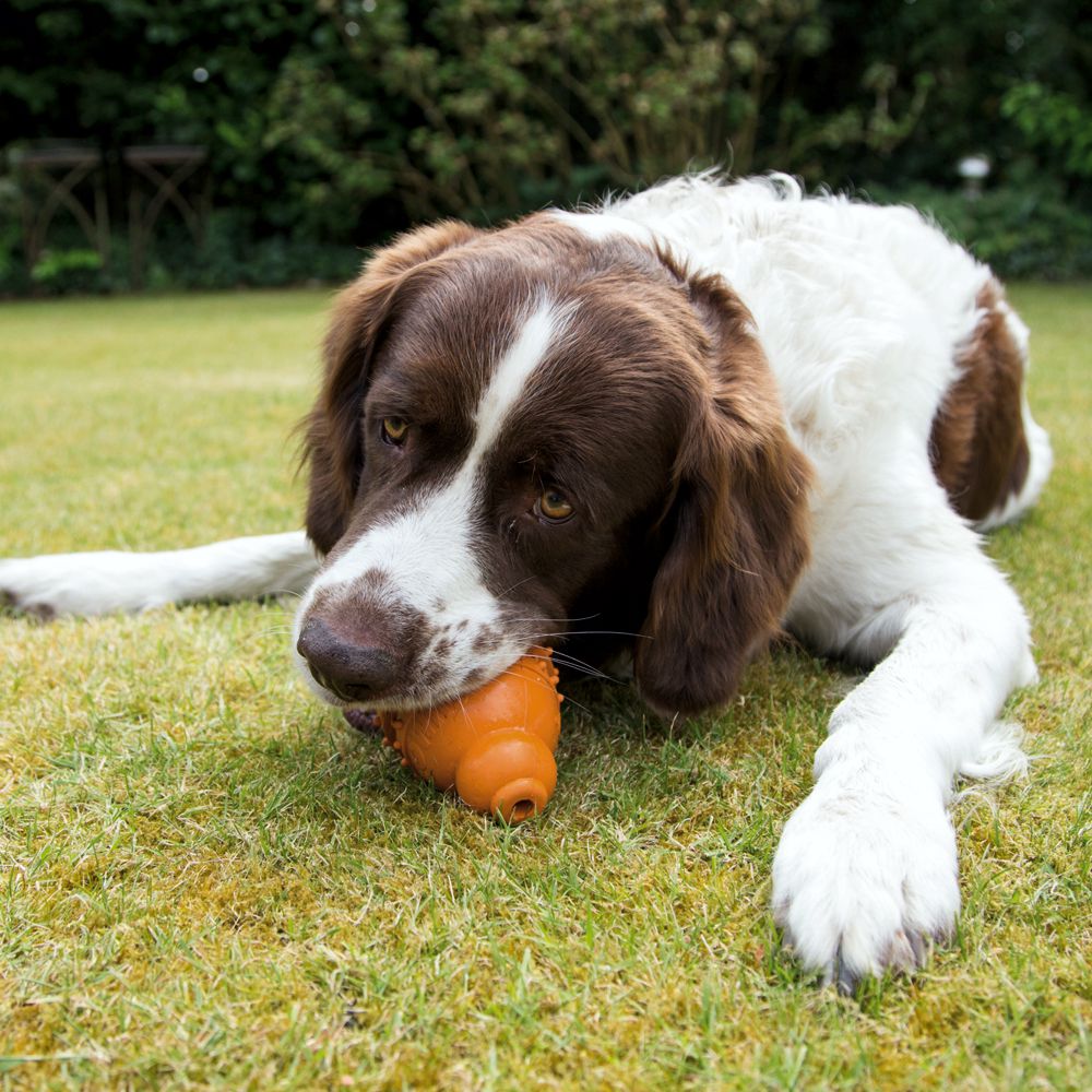 Beeztees SUMO PLAY DENTAL - S/M/L - Apportierspielzeug Snackspielzeug Kauspiel