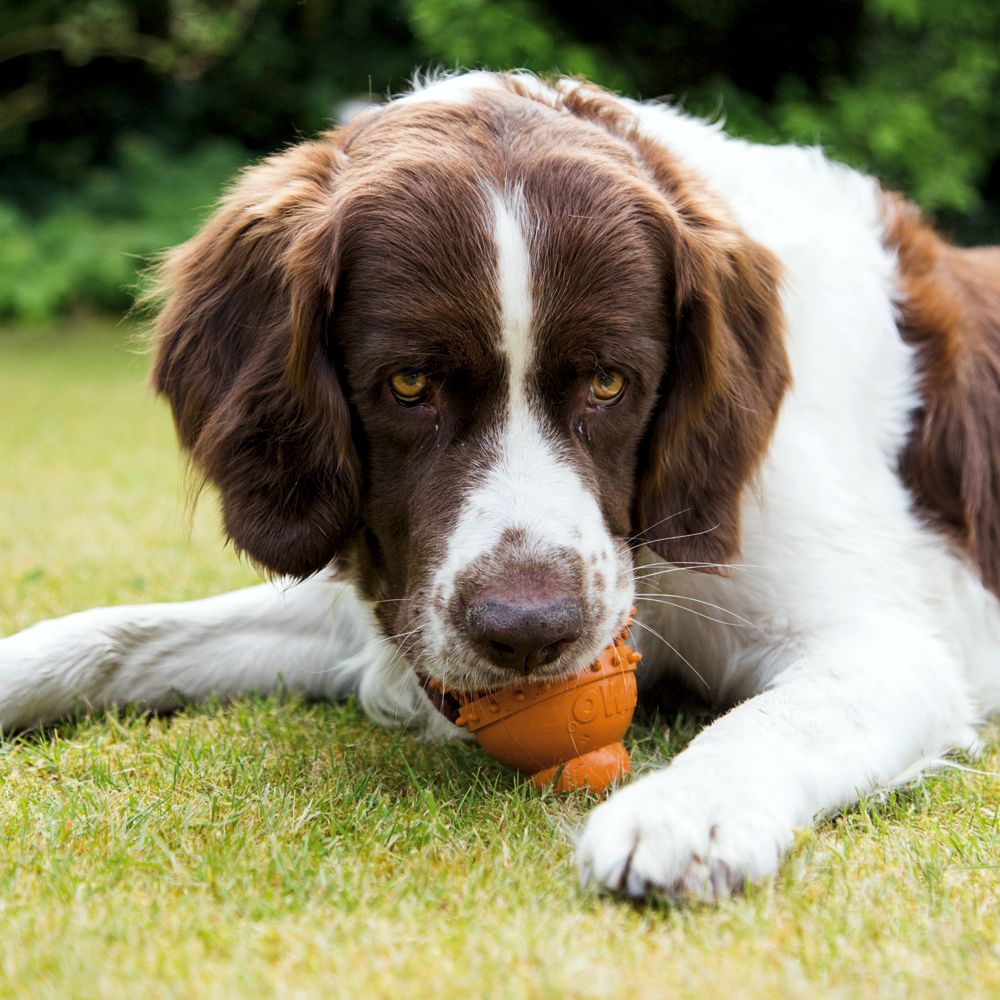 Beeztees SUMO PLAY DENTAL - S/M/L - Apportierspielzeug Snackspielzeug Kauspiel