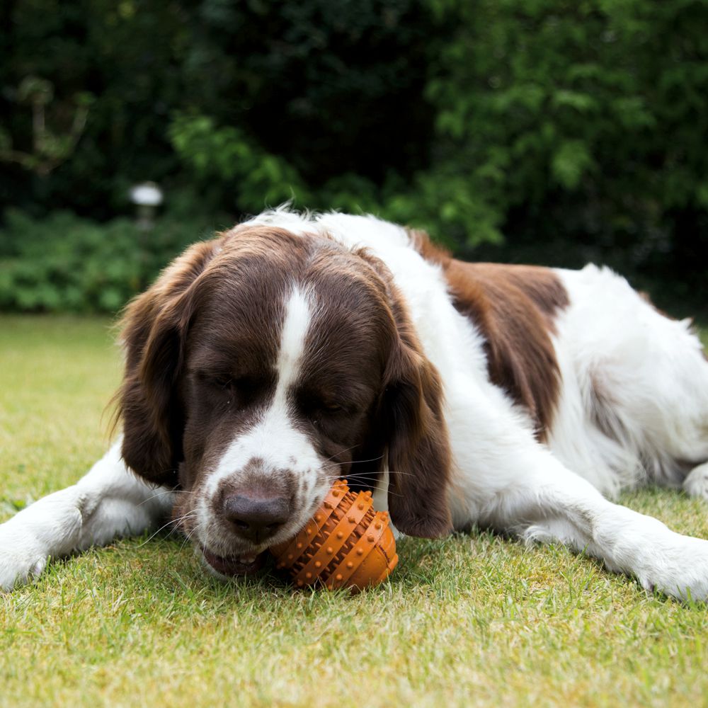 Beeztees SUMO PLAY DENTAL - S/M/L - Apportierspielzeug Snackspielzeug Kauspiel