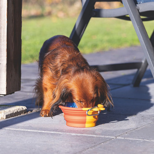 Beeztees faltbarer Silikon-Reisenapf RUA 750 ml Futternapf Wassernapf Fressnapf