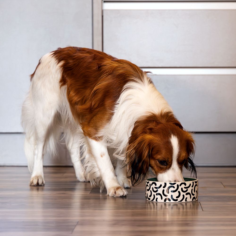 Beeztees Keramik Hundennapf - 3 Größen Futternapf Fressnapf Wassernapf für Hunde