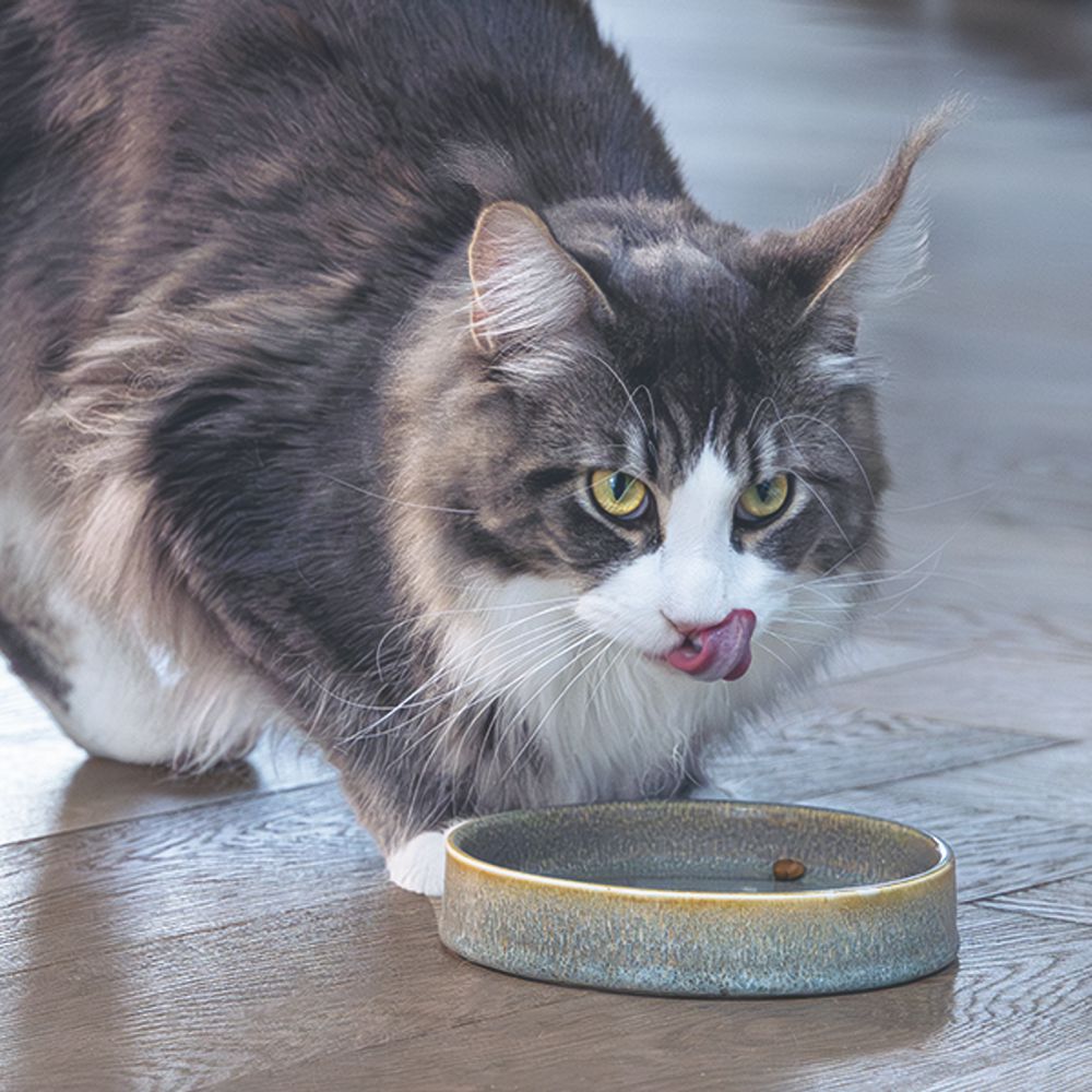 Designed by Lotte Keramik Katzennapf JACE - Milchschale Futternapf Fressnapf