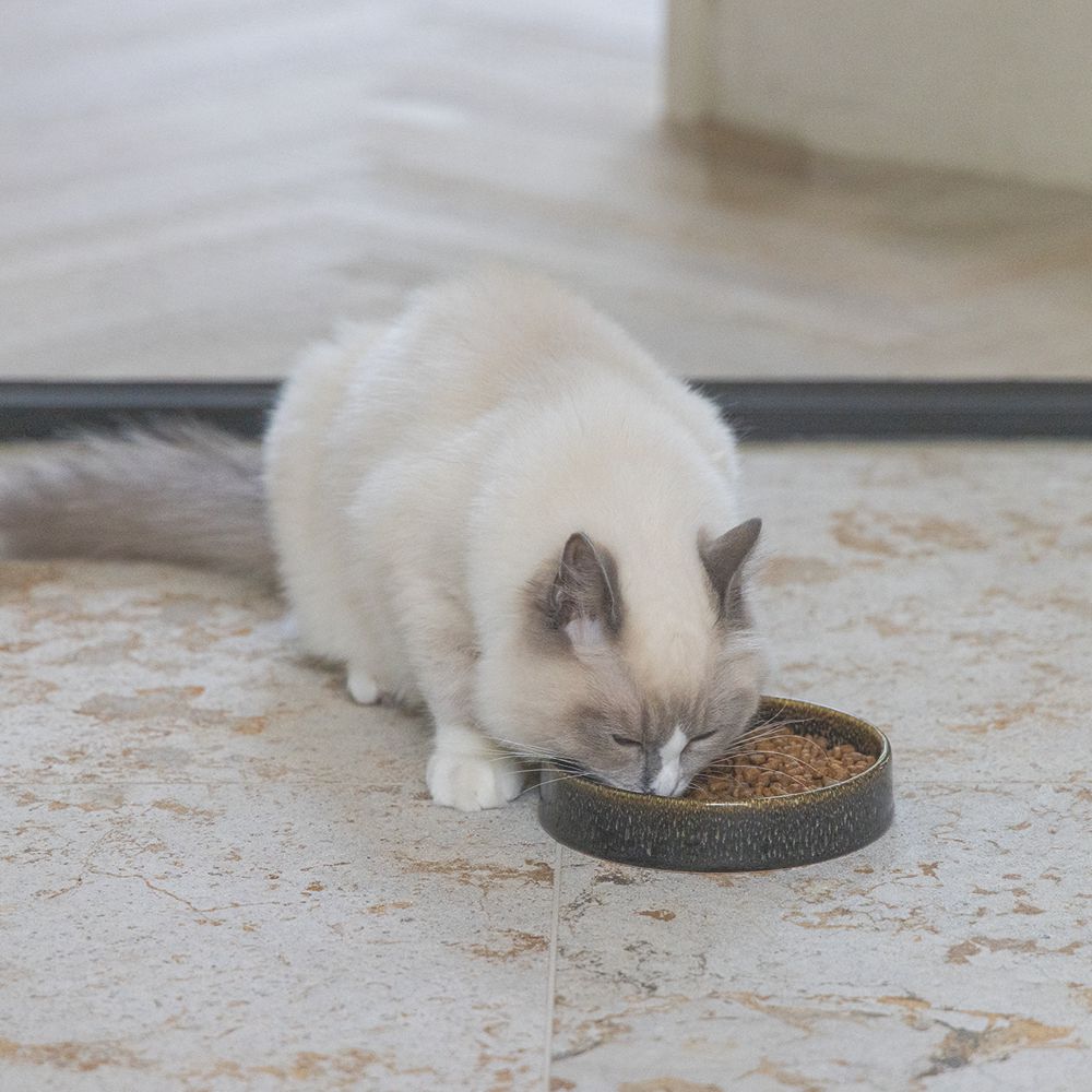 Designed by Lotte Keramik Katzennapf JACE - Milchschale Futternapf Fressnapf