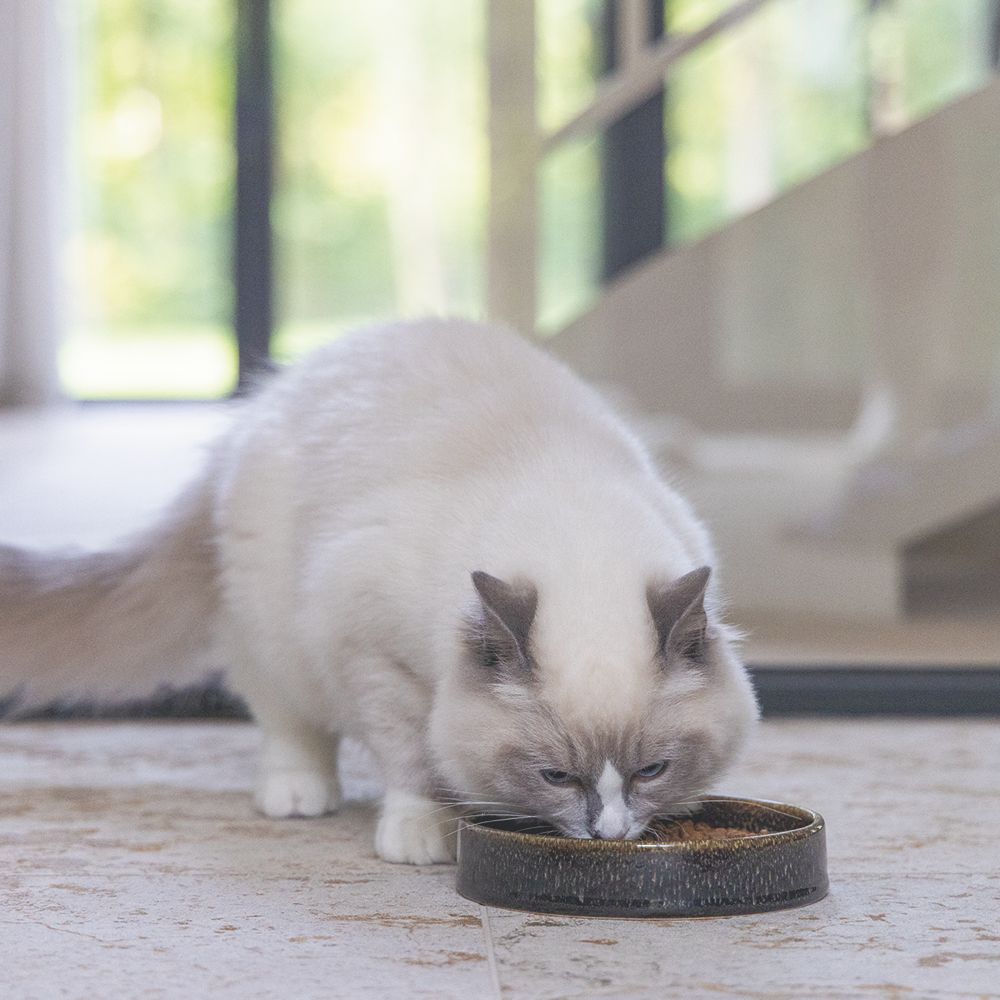 Designed by Lotte Keramik Katzennapf JACE - Milchschale Futternapf Fressnapf