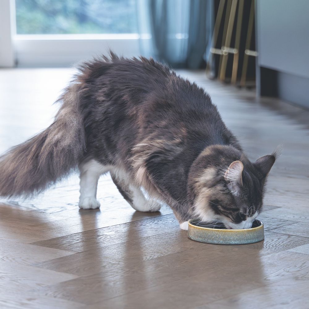 Designed by Lotte Keramik Katzennapf JACE - Milchschale Futternapf Fressnapf