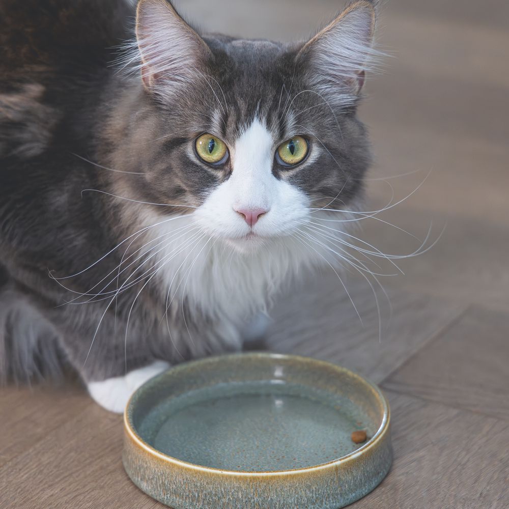 Designed by Lotte Keramik Katzennapf JACE - Milchschale Futternapf Fressnapf