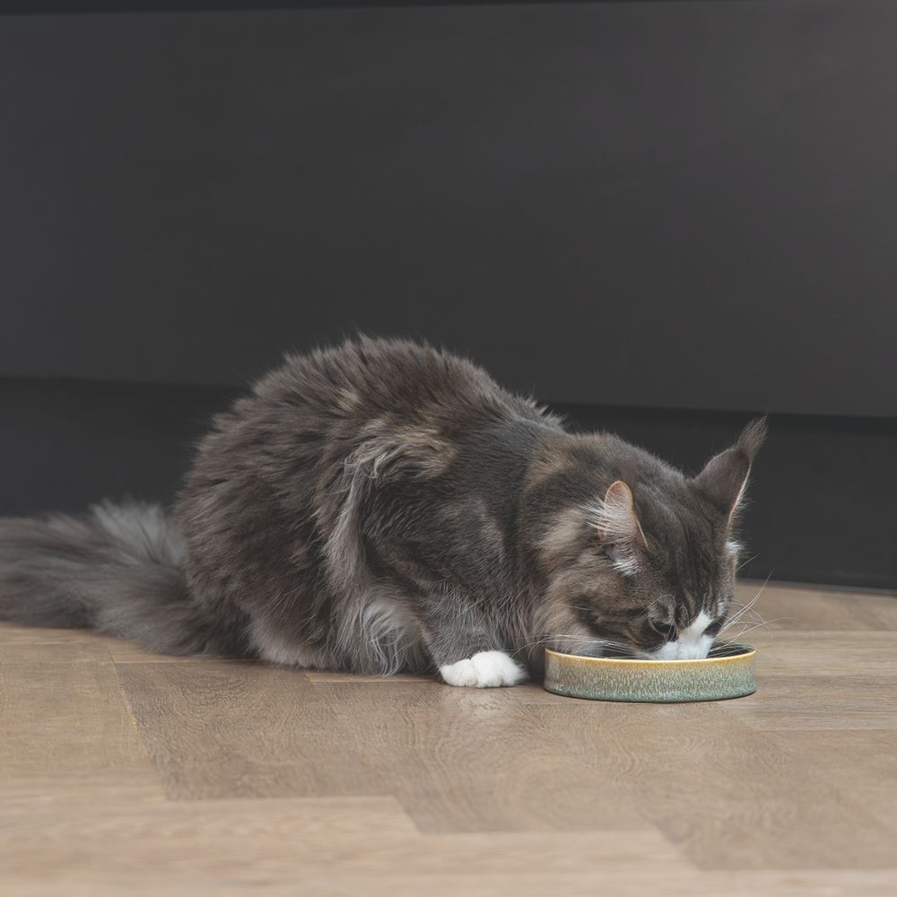 Designed by Lotte Keramik Katzennapf JACE - Milchschale Futternapf Fressnapf