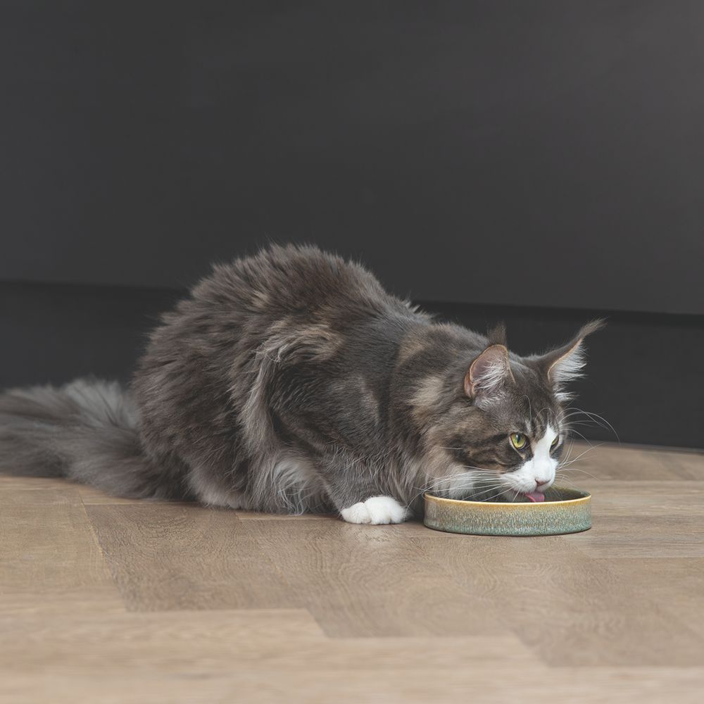 Designed by Lotte Keramik Katzennapf JACE - Milchschale Futternapf Fressnapf