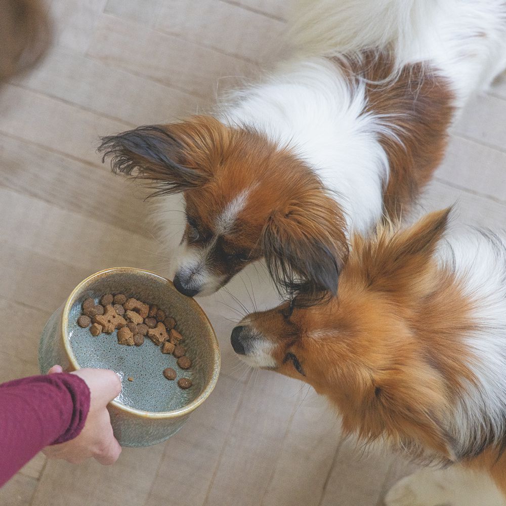 Designed by Lotte Keramik Hundenapf JACE - Napf Futternapf Fressnapf Wassernapf