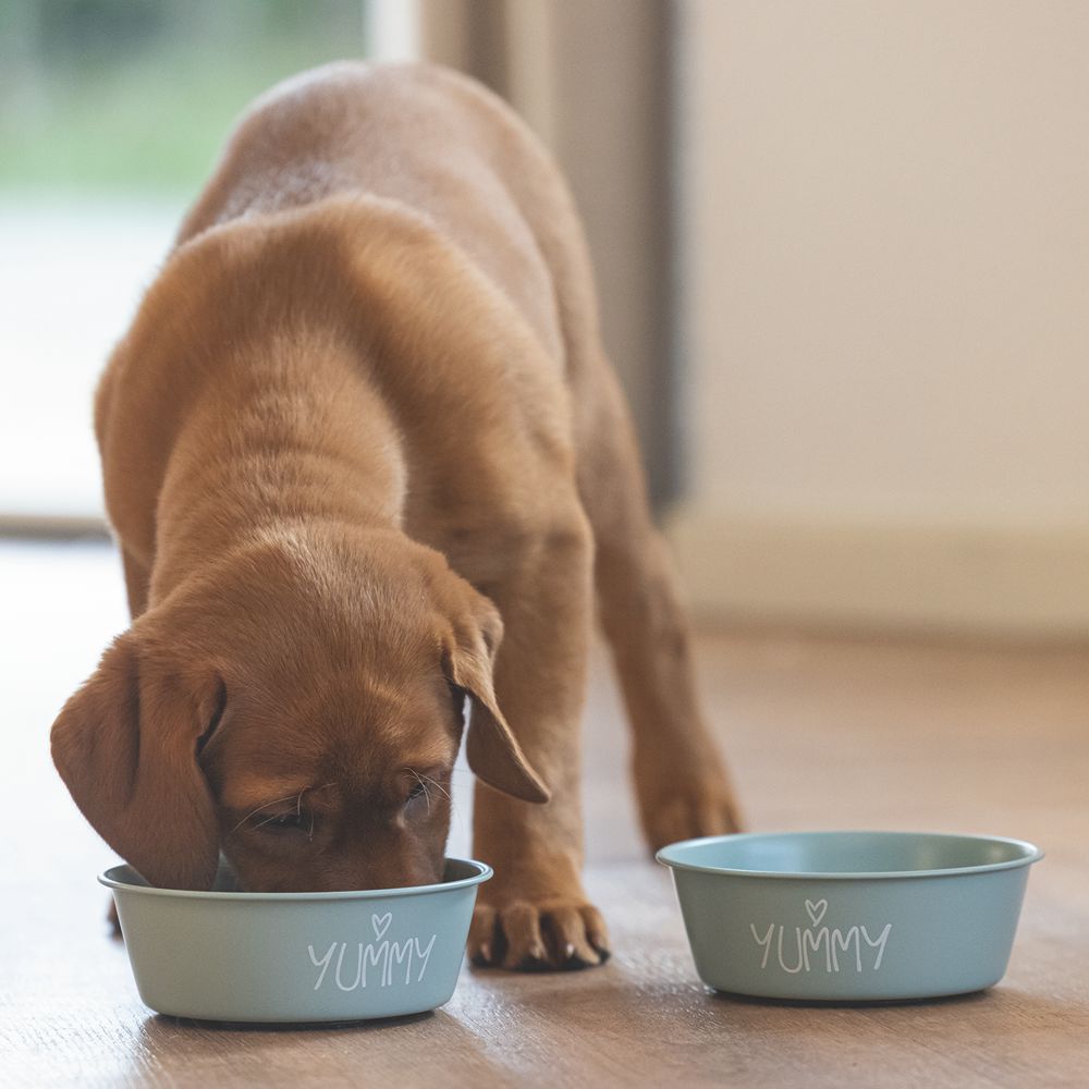 Beeztees Edelstahl-Fressnapf YUMMY - Futternapf Hundenapf Wassernapf Welpennapf