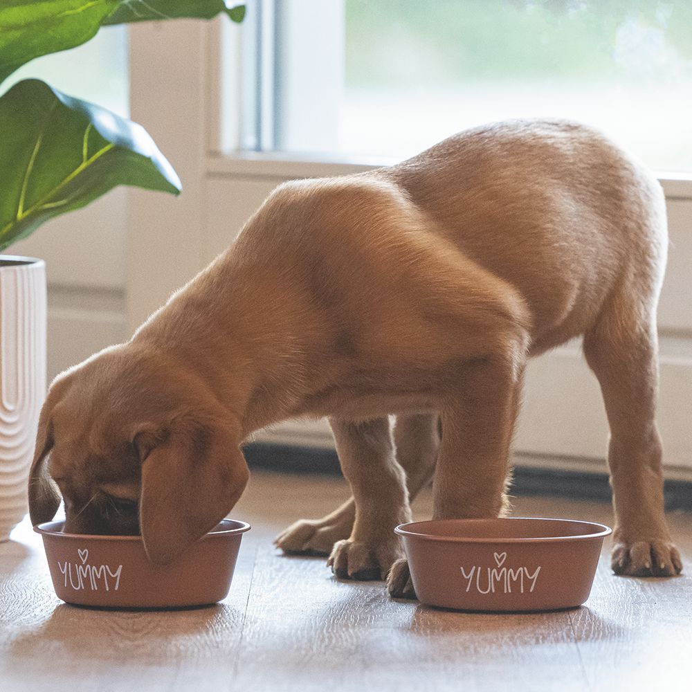 Beeztees Edelstahl-Fressnapf YUMMY - Futternapf Hundenapf Wassernapf Welpennapf