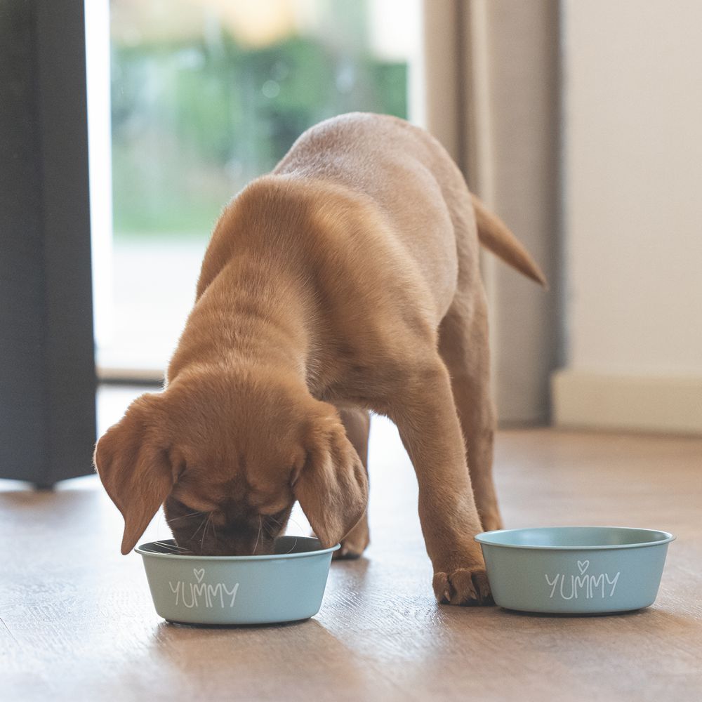 Beeztees Edelstahl-Fressnapf YUMMY - Futternapf Hundenapf Wassernapf Welpennapf