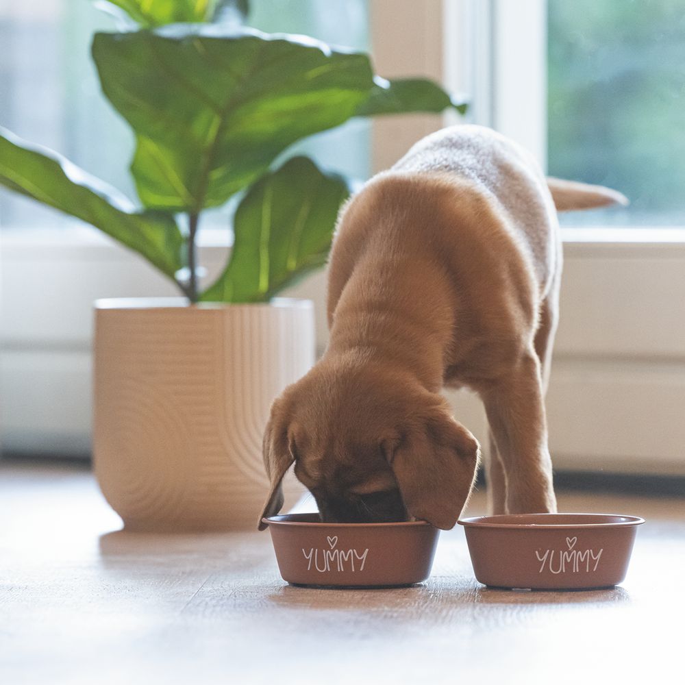 Beeztees Edelstahl-Fressnapf YUMMY - Futternapf Hundenapf Wassernapf Welpennapf