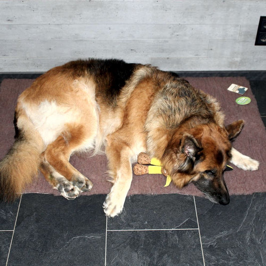 Beeztees Liegematte ECO Drybed Bench - 6 Größen - Schlafplatz Kissen Hundebett