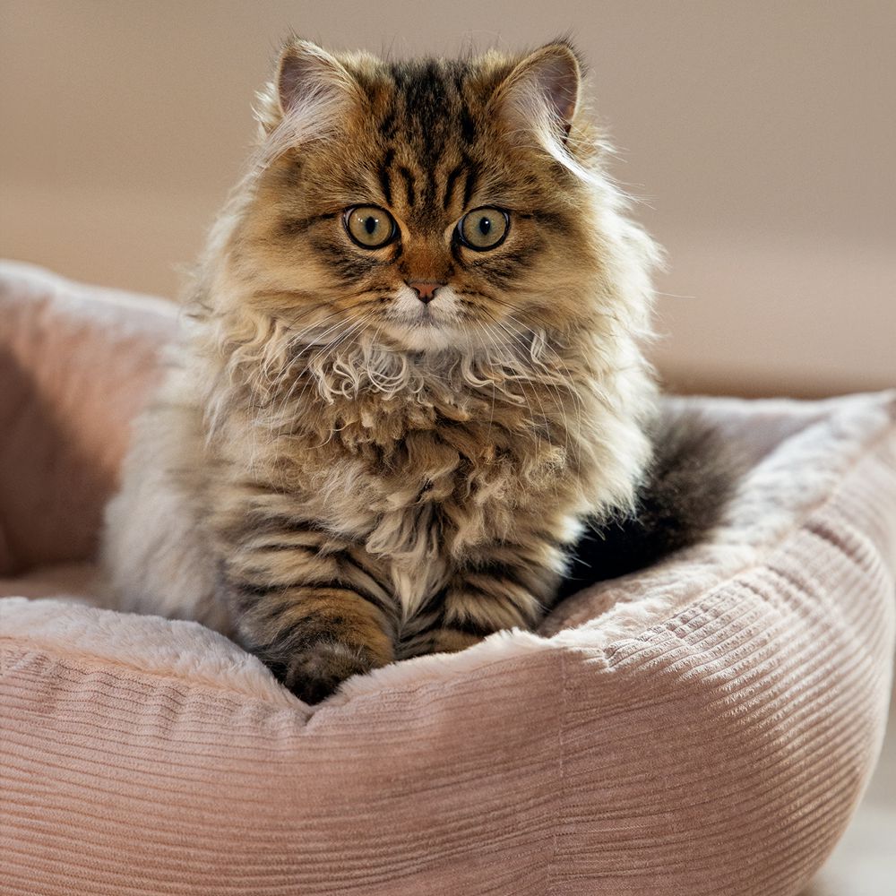 Beeztees Plüsch-Katzenbett MOZA - 48x37x15 cm - Schlafplatz Kuschelbett Katzen