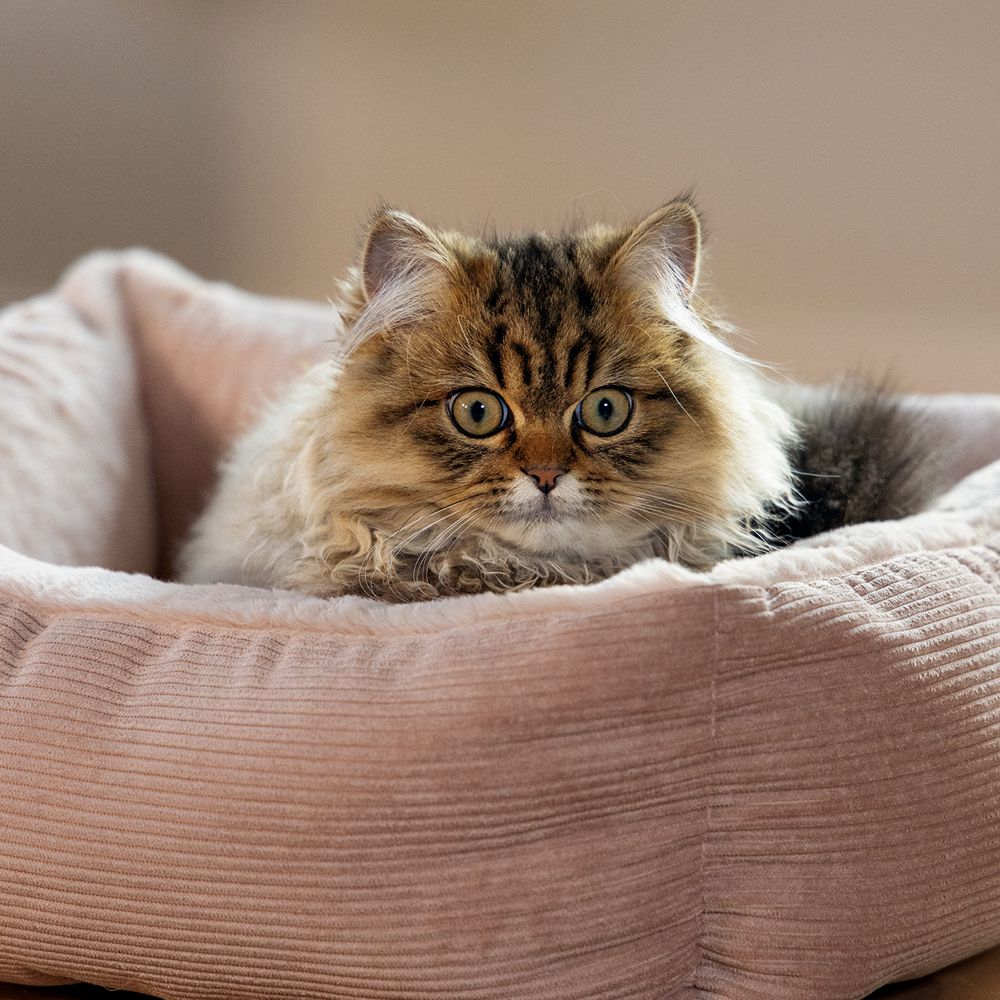 Beeztees Plüsch-Katzenbett MOZA - 48x37x15 cm - Schlafplatz Kuschelbett Katzen