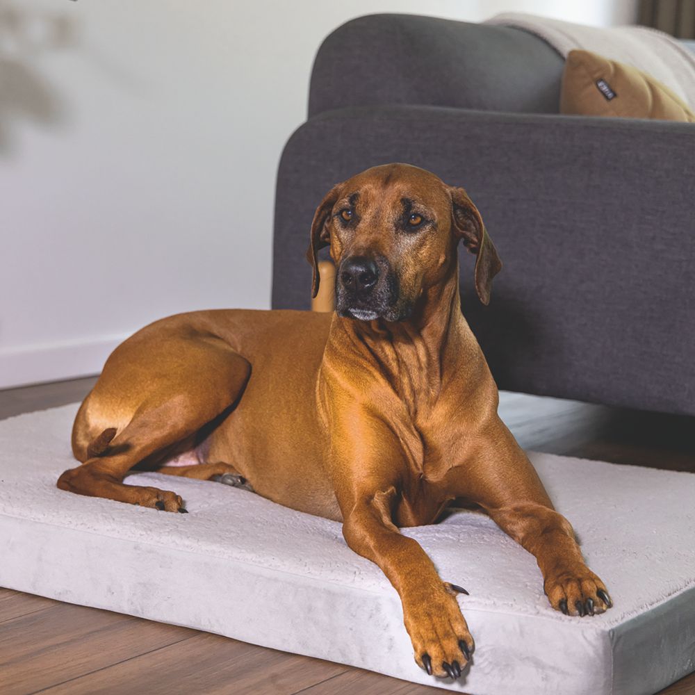 Beeztees orthopädisches Hundebett ZIRA - hellgrau - Hundekissen Schlafplatz