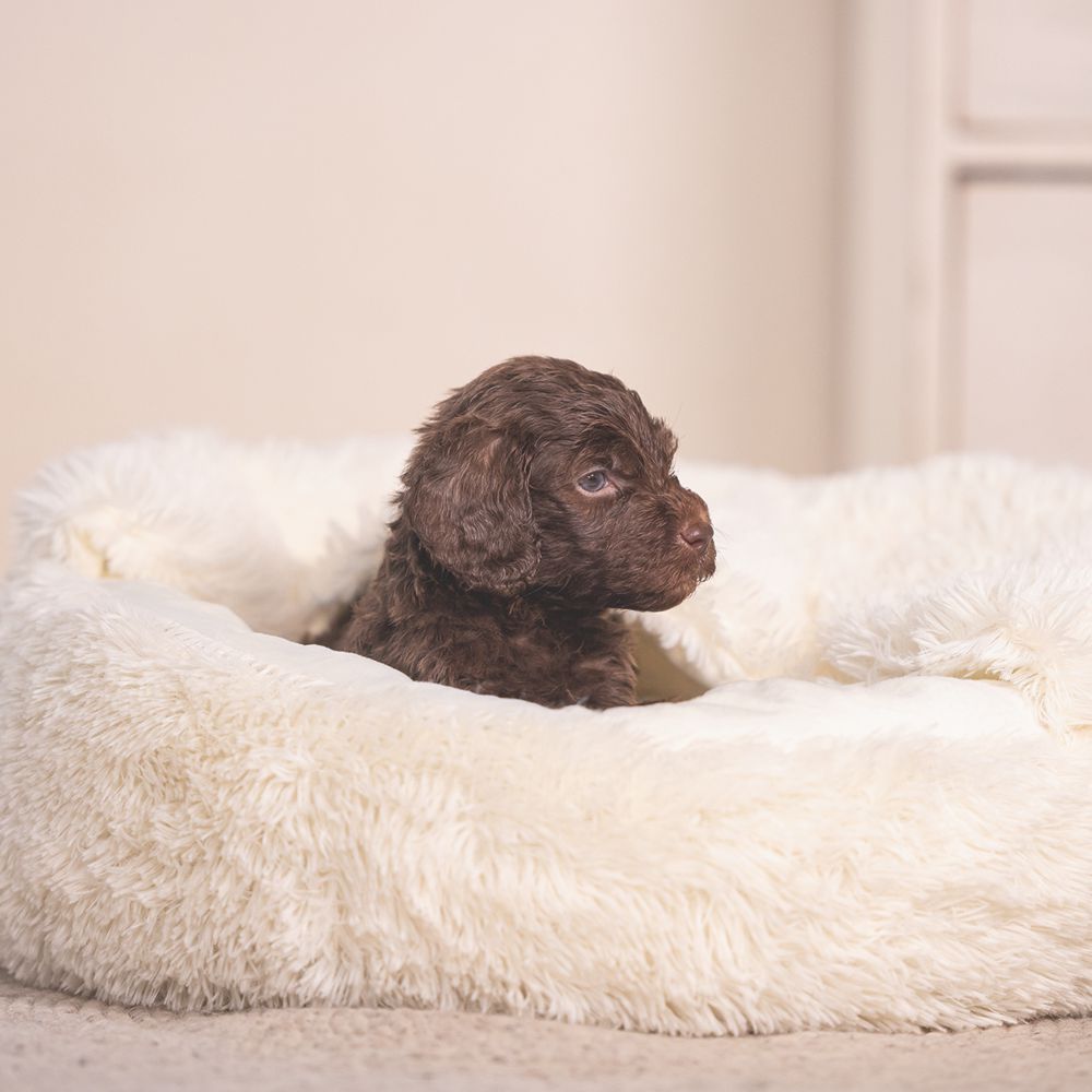 Beeztees Welpenbett KIKI - 50 cm rund - Hundebett Höhle Hundekorb Schlafplatz