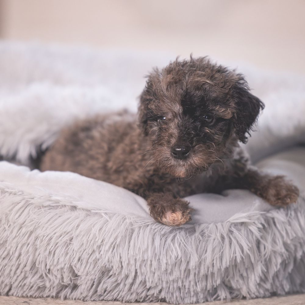 Beeztees Welpenbett KIKI - 50 cm rund - Hundebett Höhle Hundekorb Schlafplatz