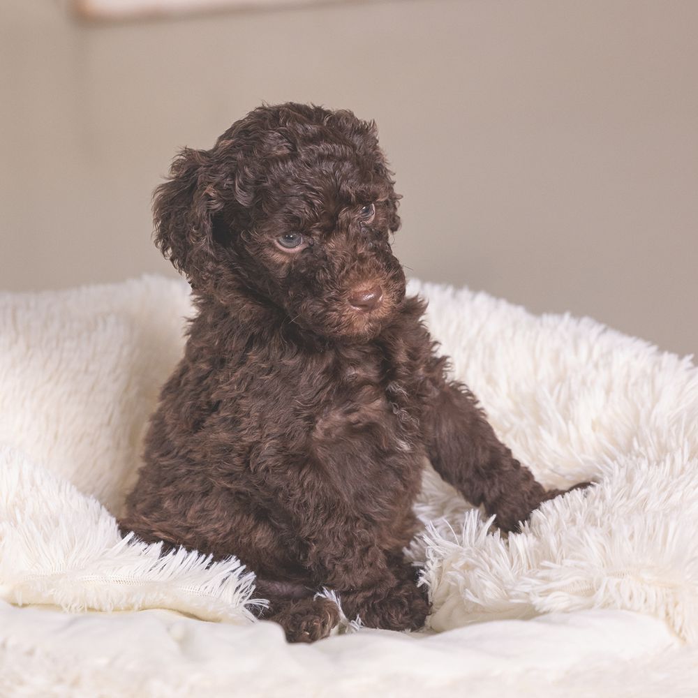 Beeztees Welpenbett KIKI - 50 cm rund - Hundebett Höhle Hundekorb Schlafplatz