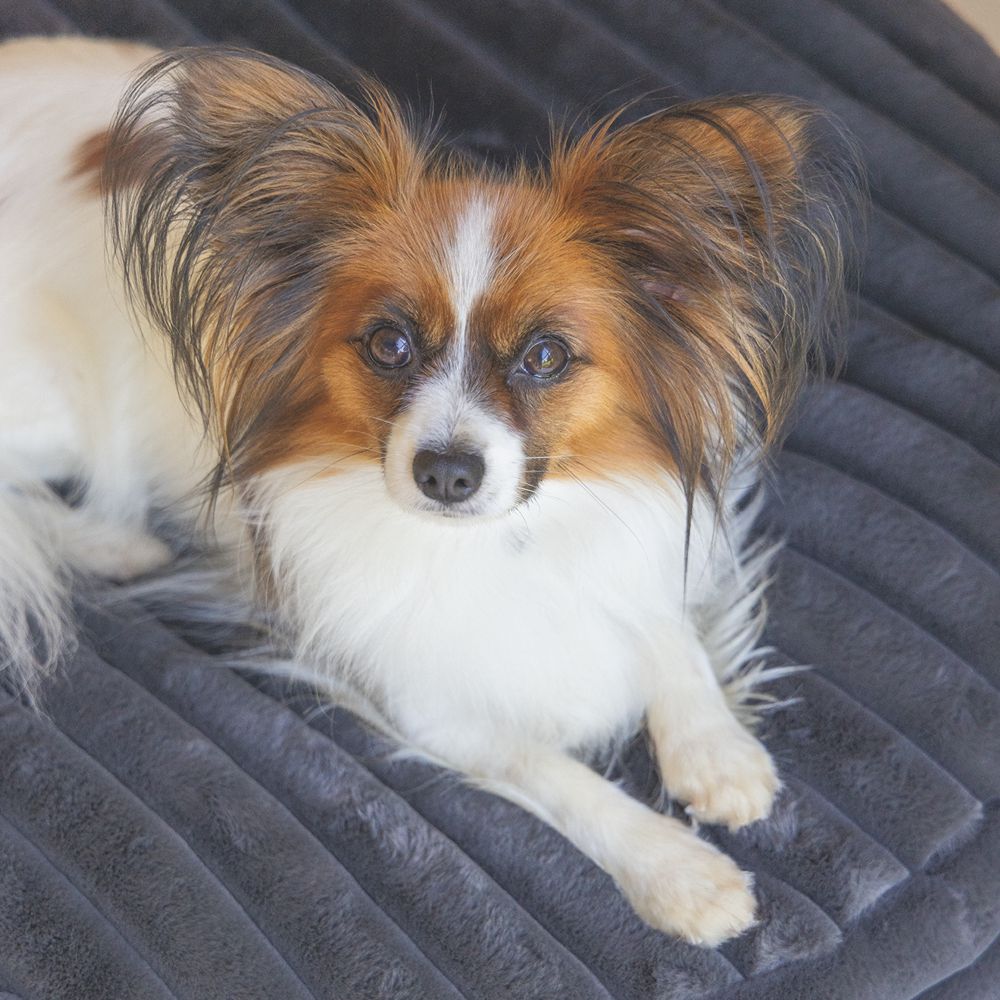 Designed by Lotte REZA - Hundebett rund - anthrazit - Hundekissen Schlafplatz