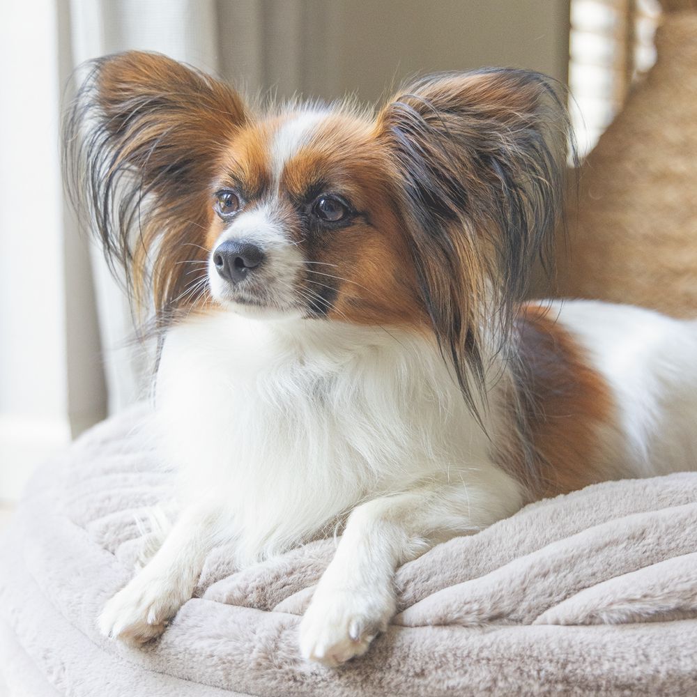 Designed by Lotte REZA - Hundebett rund - beige - Hundekissen Schlafplatz