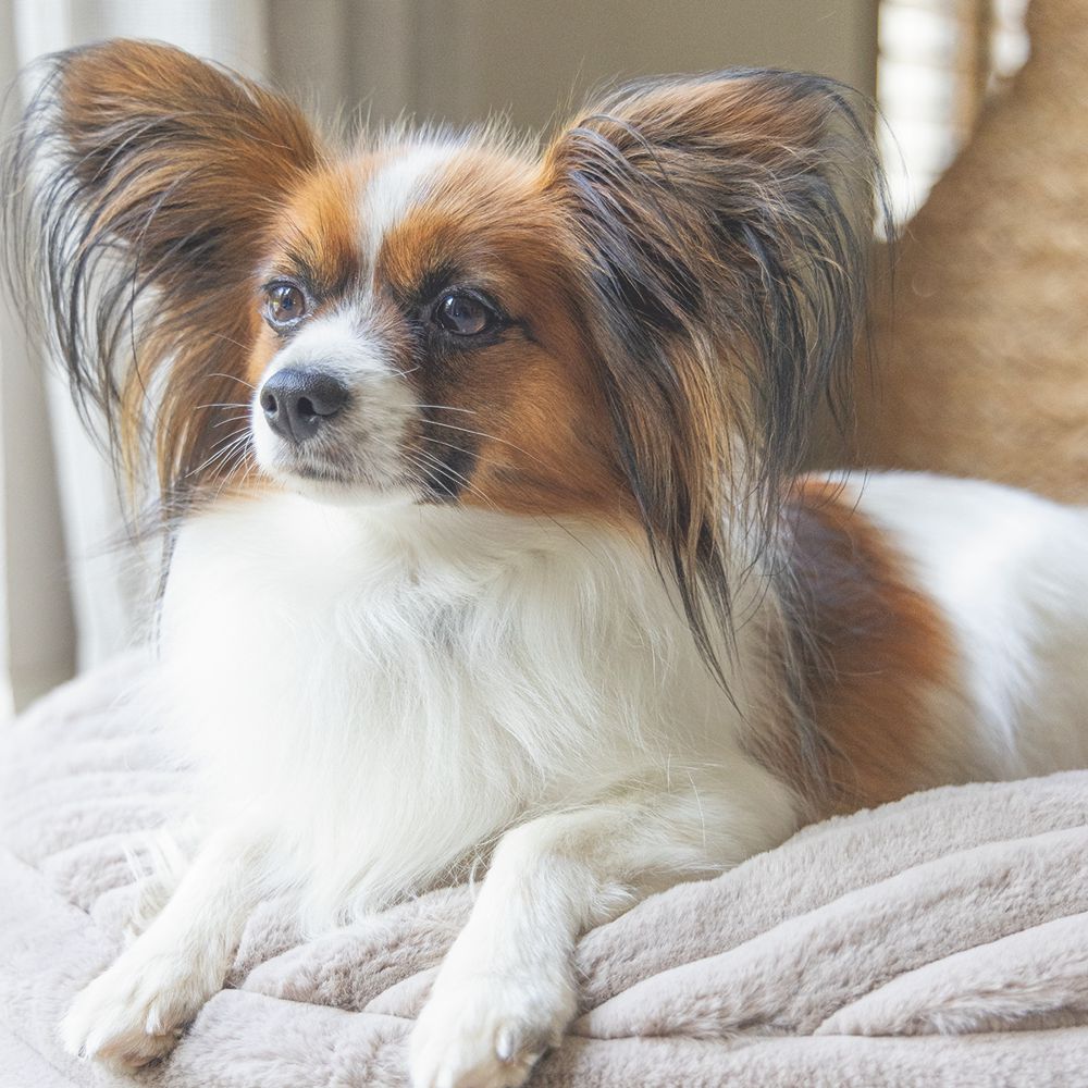 Designed by Lotte REZA - Hundebett eckig - beige - Hundekissen Schlafplatz